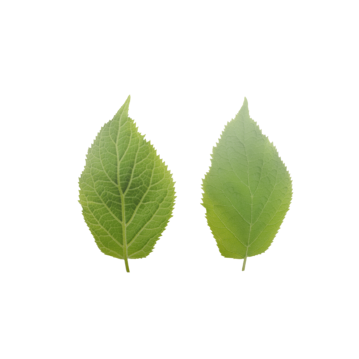 Leaf 001 catalog preview