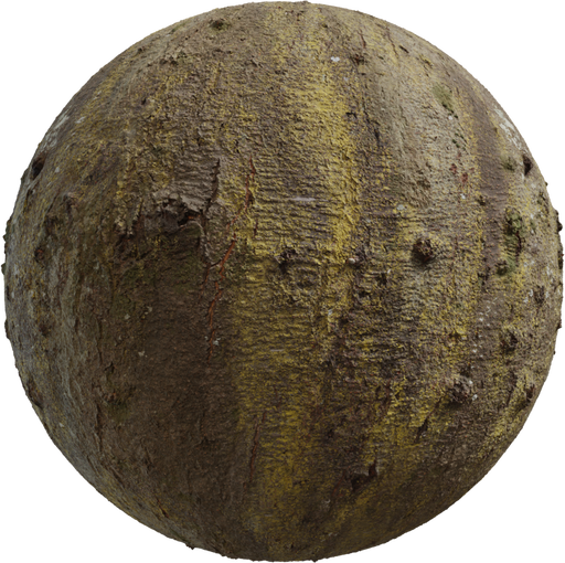 Japanese Hackberry Bark catalog preview