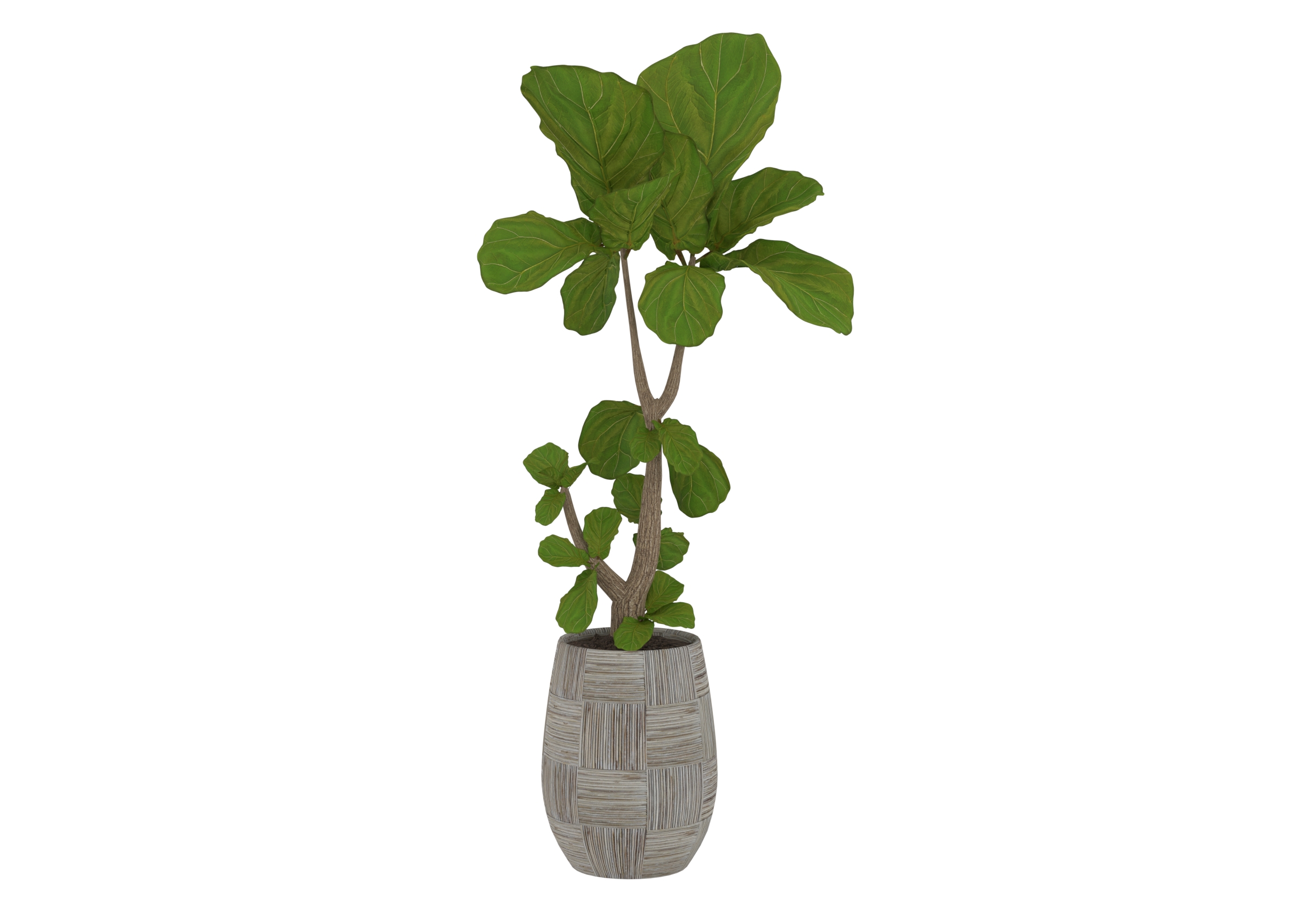 Outdoor Plant 5 catalog preview
